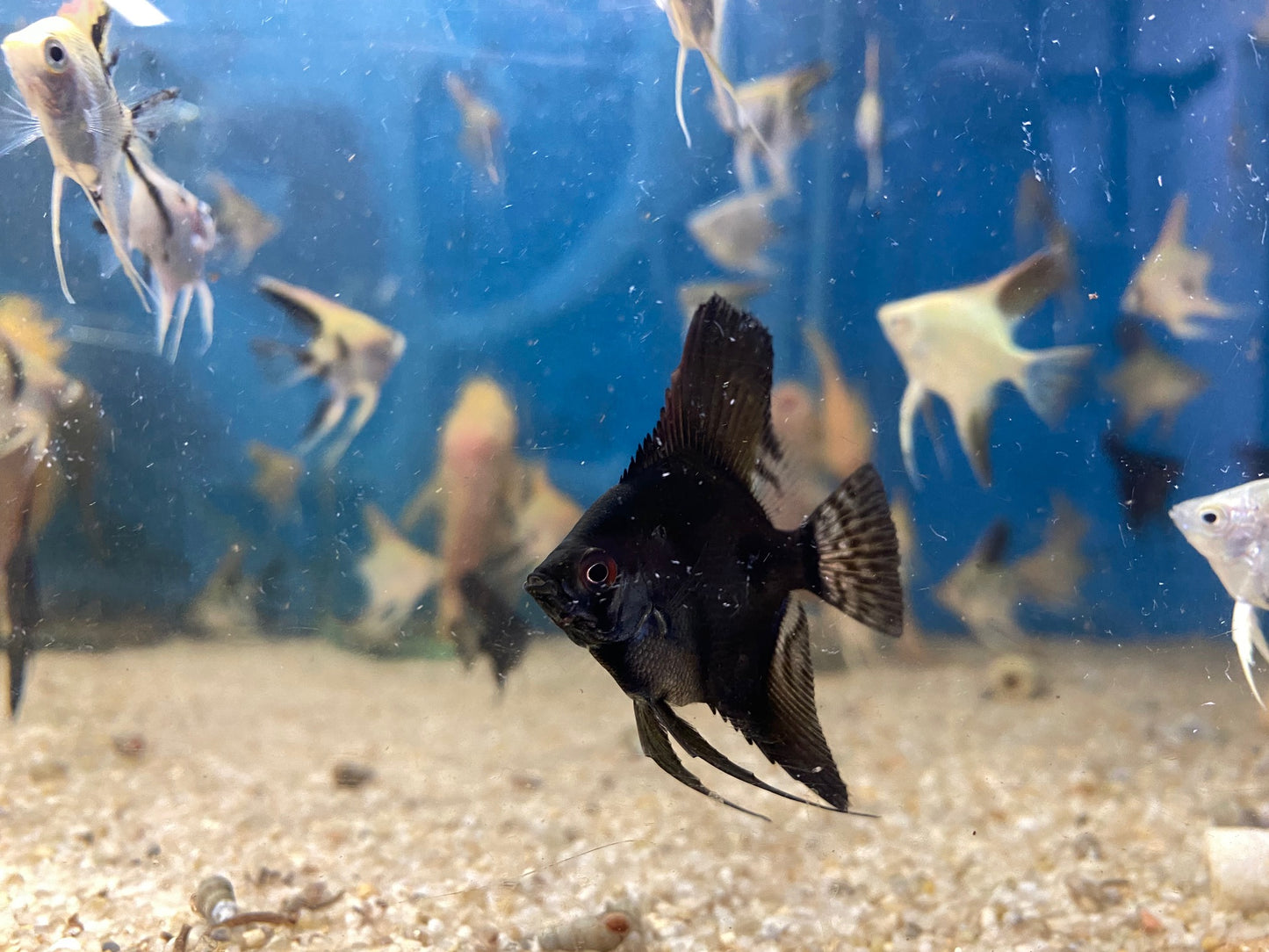 Assorted Angelfish Pterophyllum Scalare
