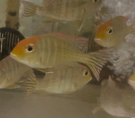 Red Head Tapajos Geophagus Pyrocephalus