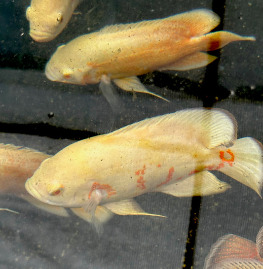 Albino Oscar Astronotus Ocellatus