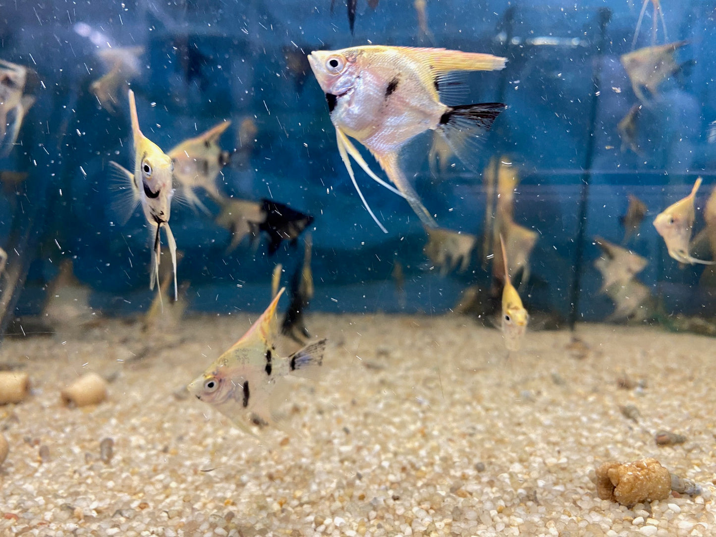 Assorted Angelfish Pterophyllum Scalare