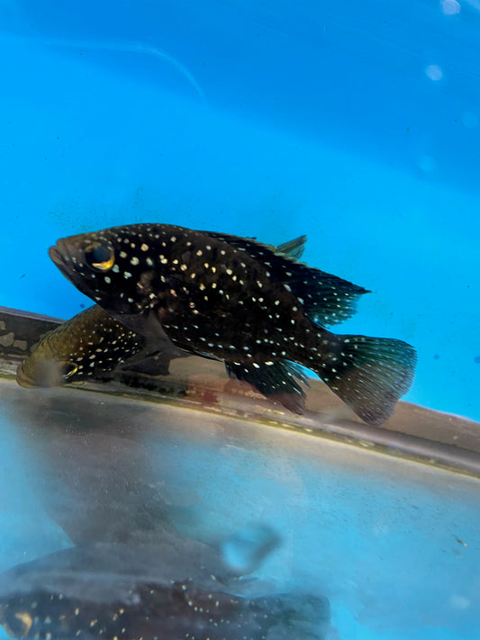 Starry Night Cichlid Paratilapia Polleni
