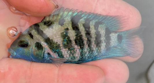 Blue Honduran Red Point Convict Amatitlania