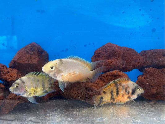 Calico Convict Amatitlania Nigrofasciata