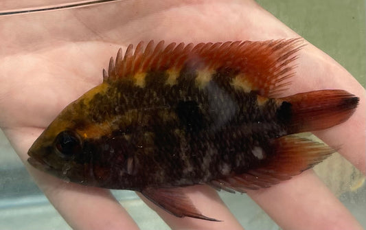 Chocolate Cichlid Hypselecara Temporalis
