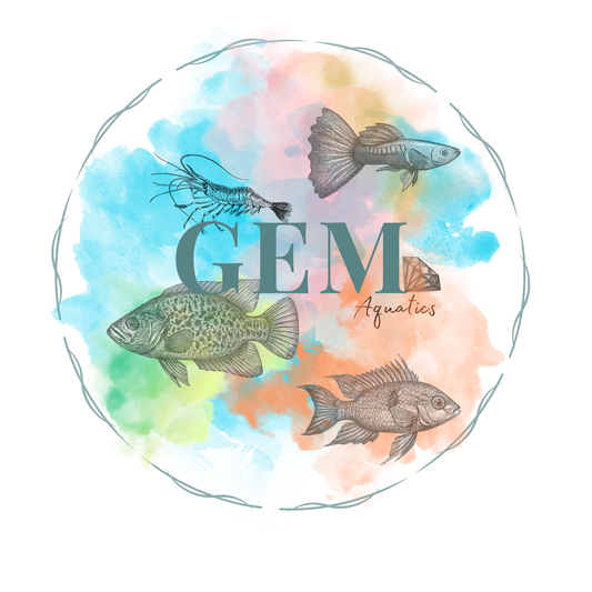 Melanotaenia Australis Rainbow Fish