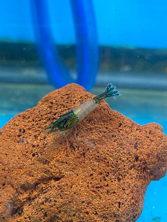 Green Rilli Neocaridina Davidi