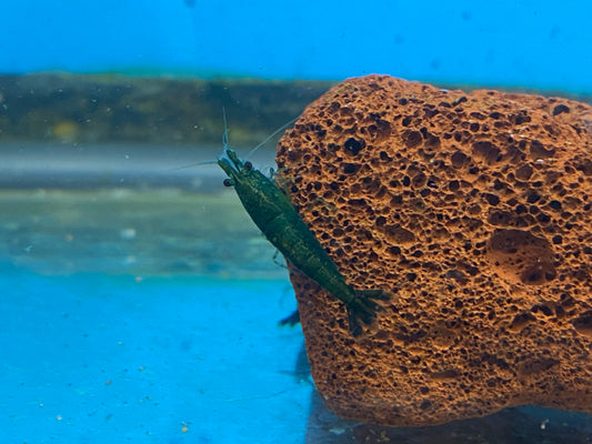 Green Neocaridina Davidi