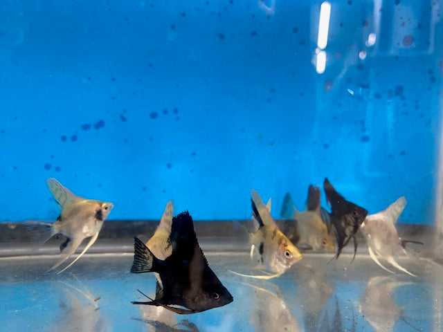 Assorted Angelfish Pterophyllum Scalare