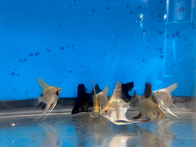 Assorted Angelfish Pterophyllum Scalare