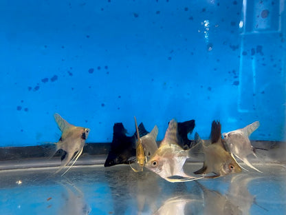 Assorted Angelfish Pterophyllum Scalare