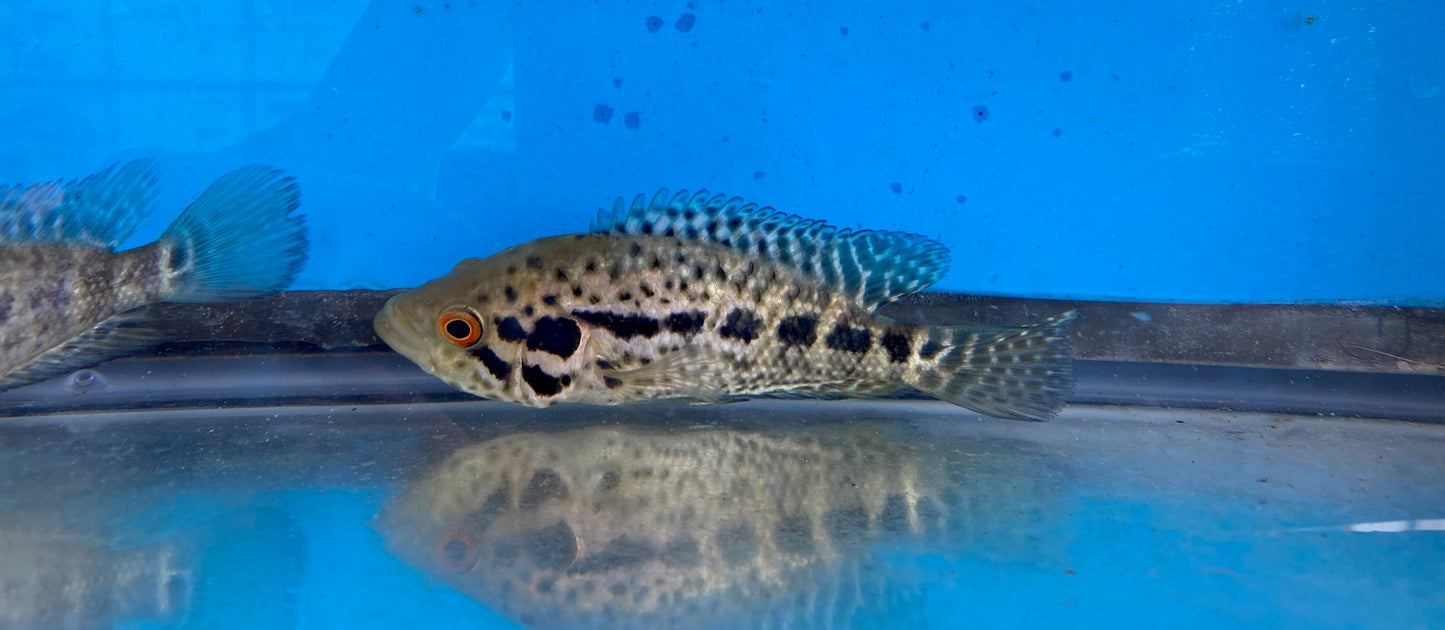 Jaguar Cichlid Parachromis Managuensis