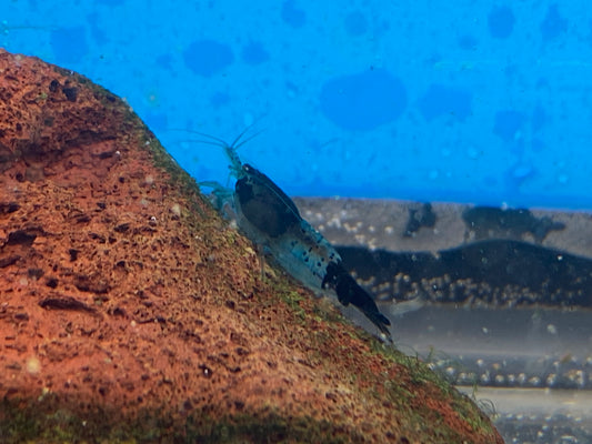 Carbon Rilli Neocaridina Davidi