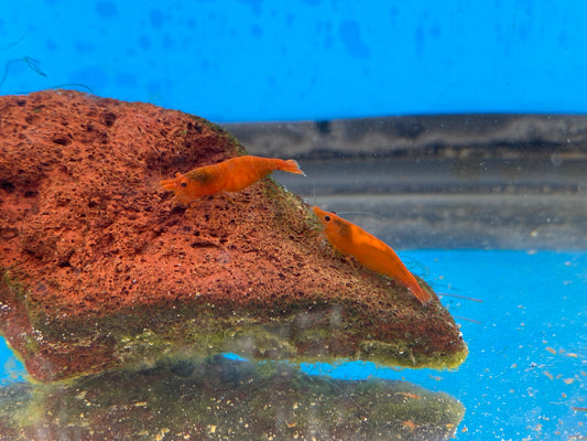 Orange Neocaridina Davidi