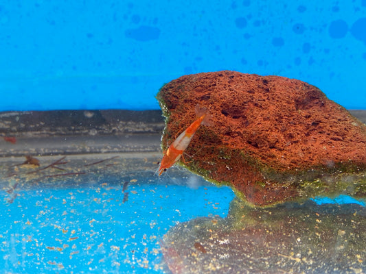 Orange Rilli Neocaridina Davidi