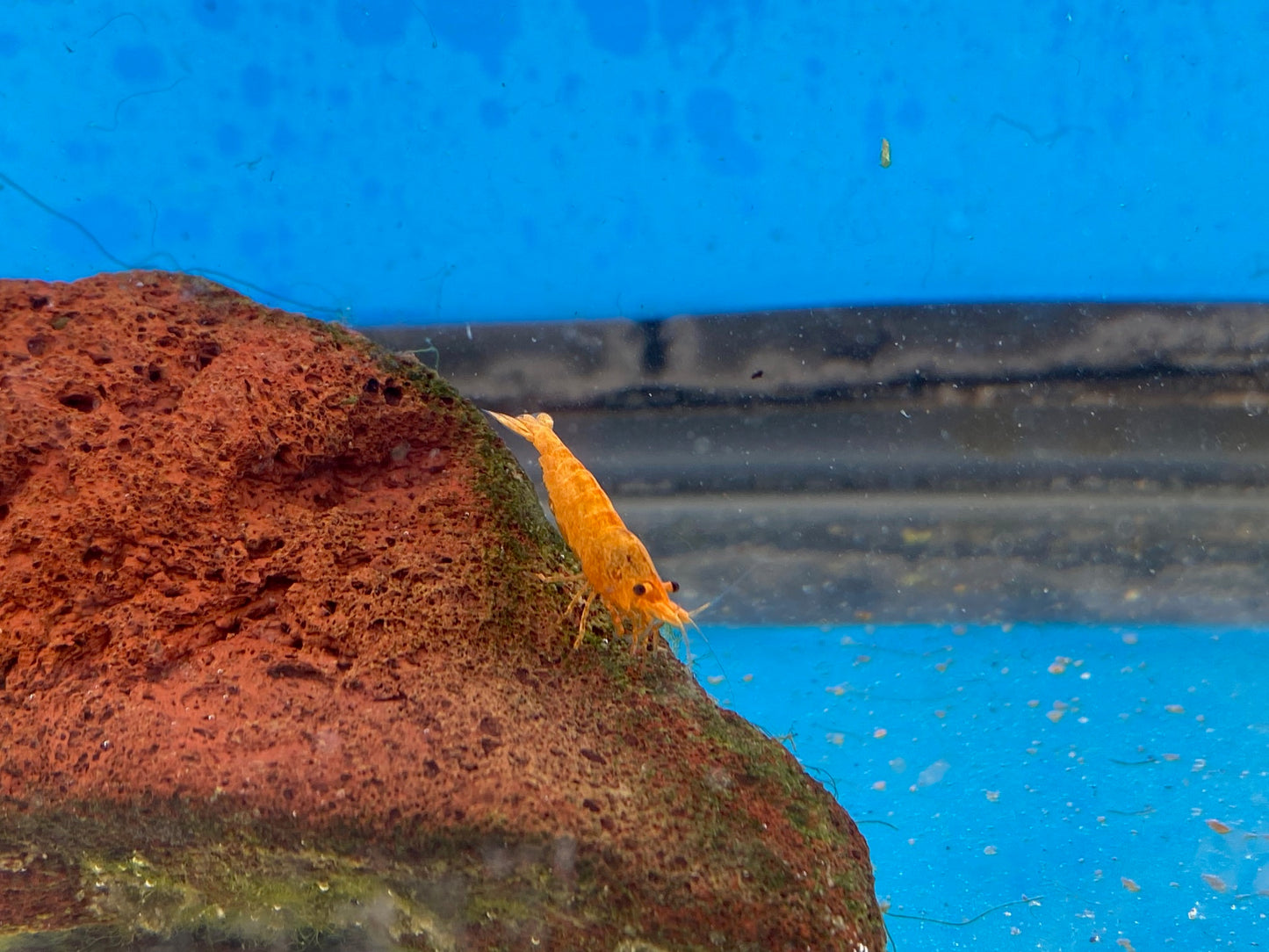 Pumpkin Neocaridina Davidi