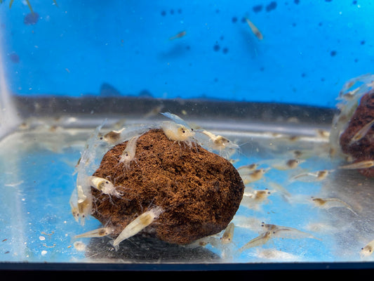 Snow White Neocaridina Davidi