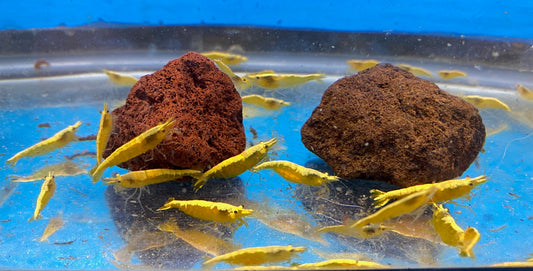 Yellow Neocaridina Davidi