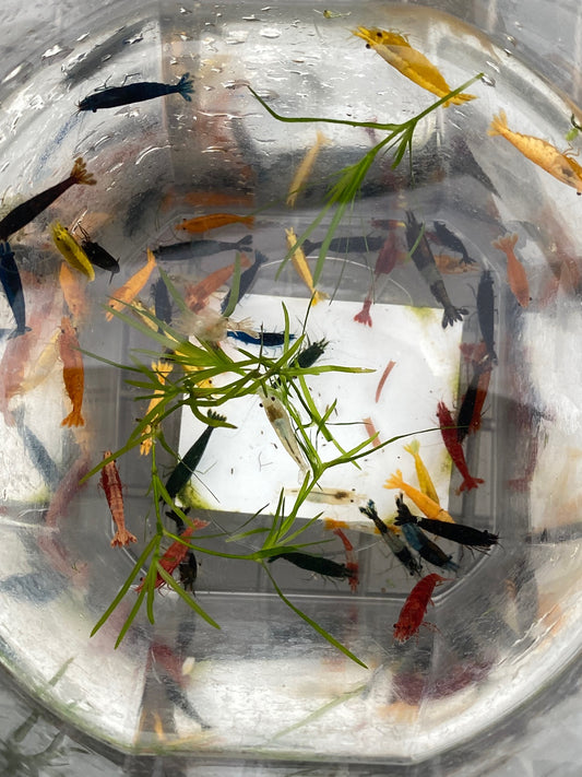 Assorted Neocaridina Davidi