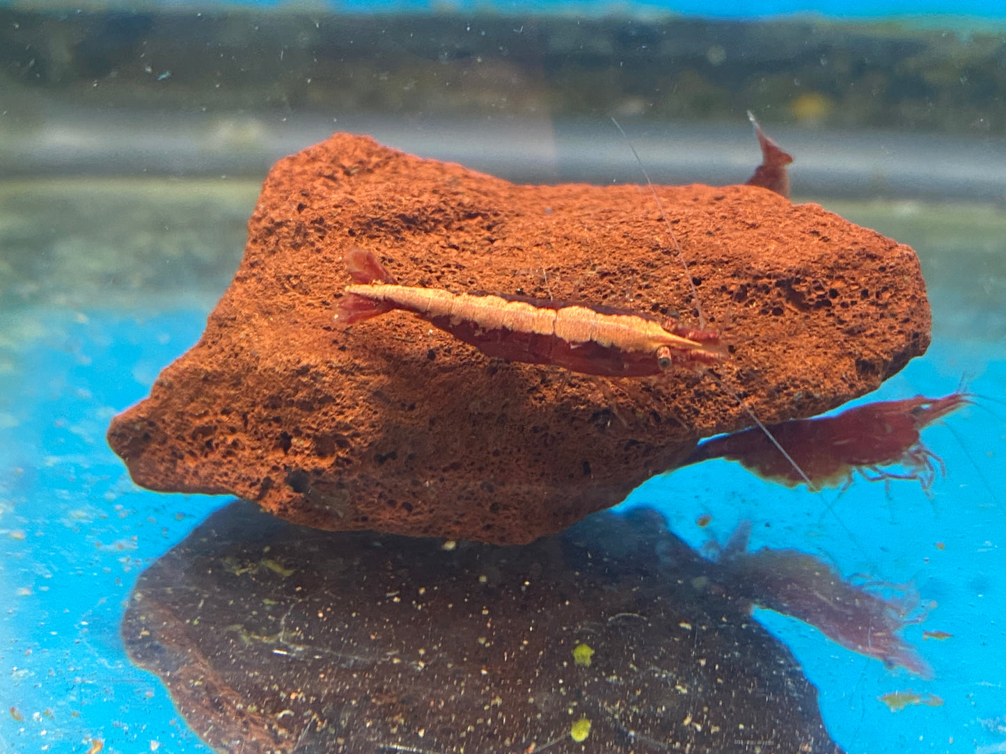 Red Neocaridina Davidi