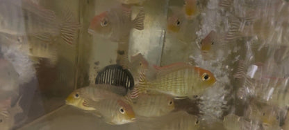 Red Head Tapajos Geophagus Pyrocephalus