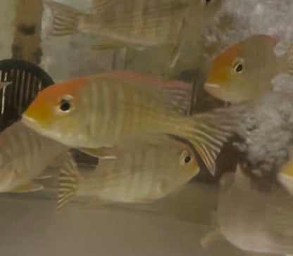 Red Head Tapajos Geophagus Pyrocephalus