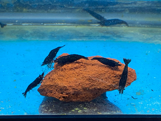 Black Rose Neocaridina Davidi