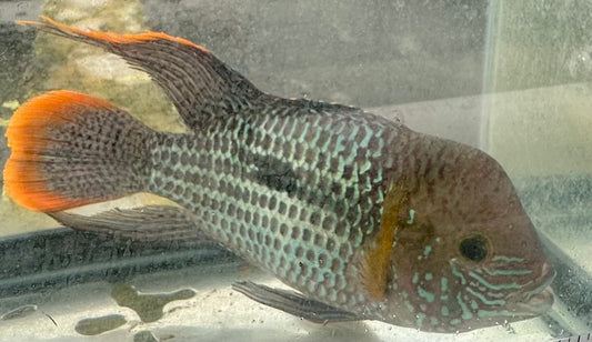 Green Terror Andinoacara Rivulatus
