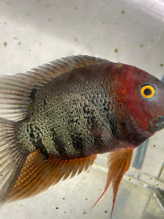 Heros Sp. Rotkeil True Red Shoulder Severum