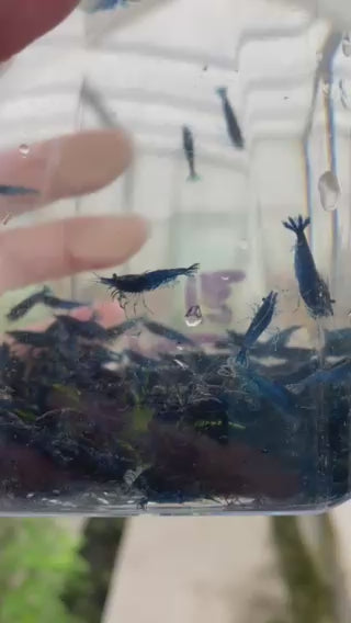 Blue Neocaridina Davidi