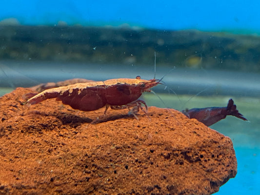 Red Neocaridina Davidi